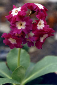 Primula x pedemontana